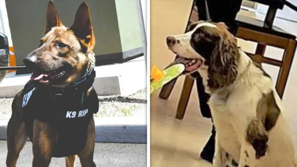 New Jersey Cop Charged After Two K-9 Dogs Die in Hot Car