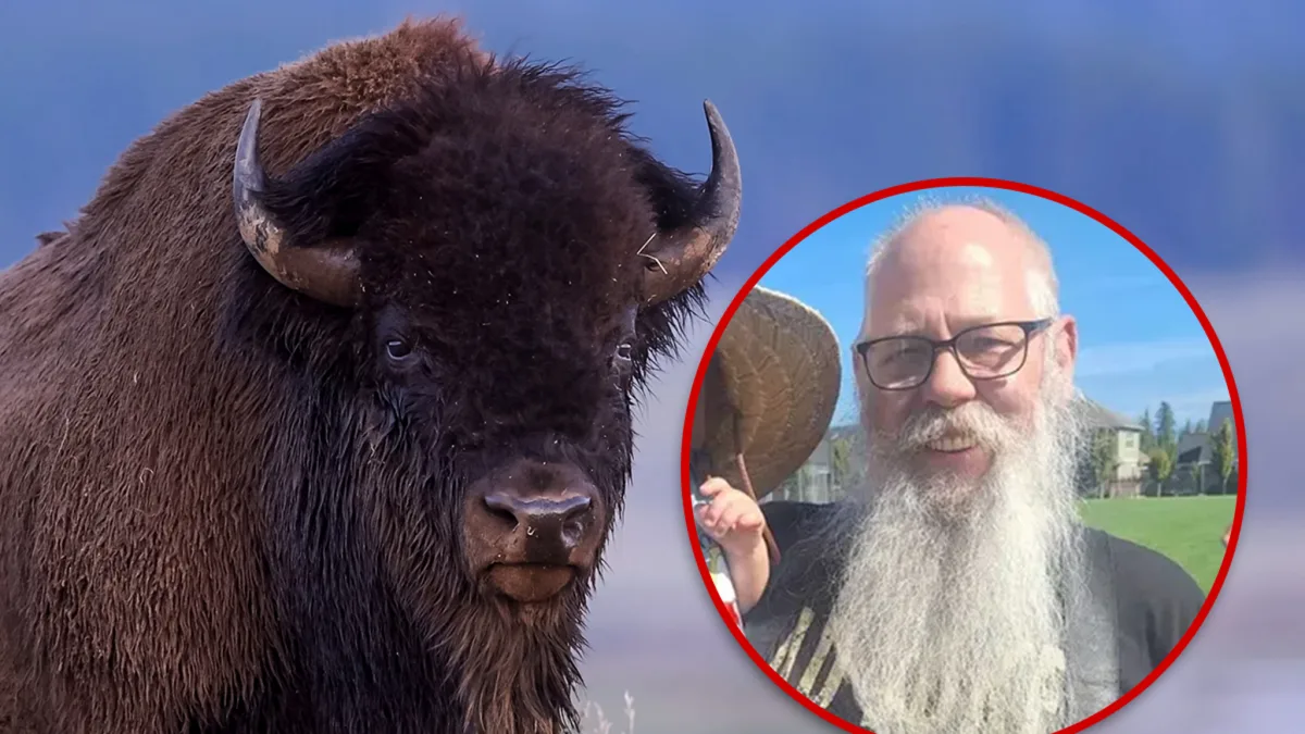 Bison That Tossed Yellowstone Tourist Won't Be Euthanized