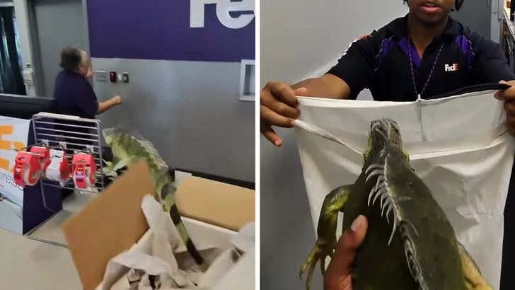 Игуана сбежала из посылки в магазине FedEx и устроила переполох — фото 1