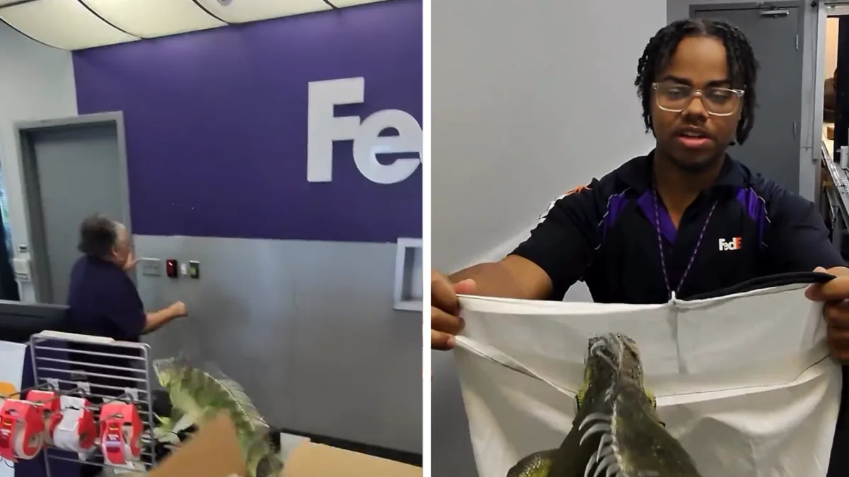 Игуана сбежала из посылки в магазине FedEx и устроила переполох